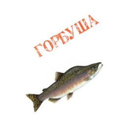 Икра горбуши (2)